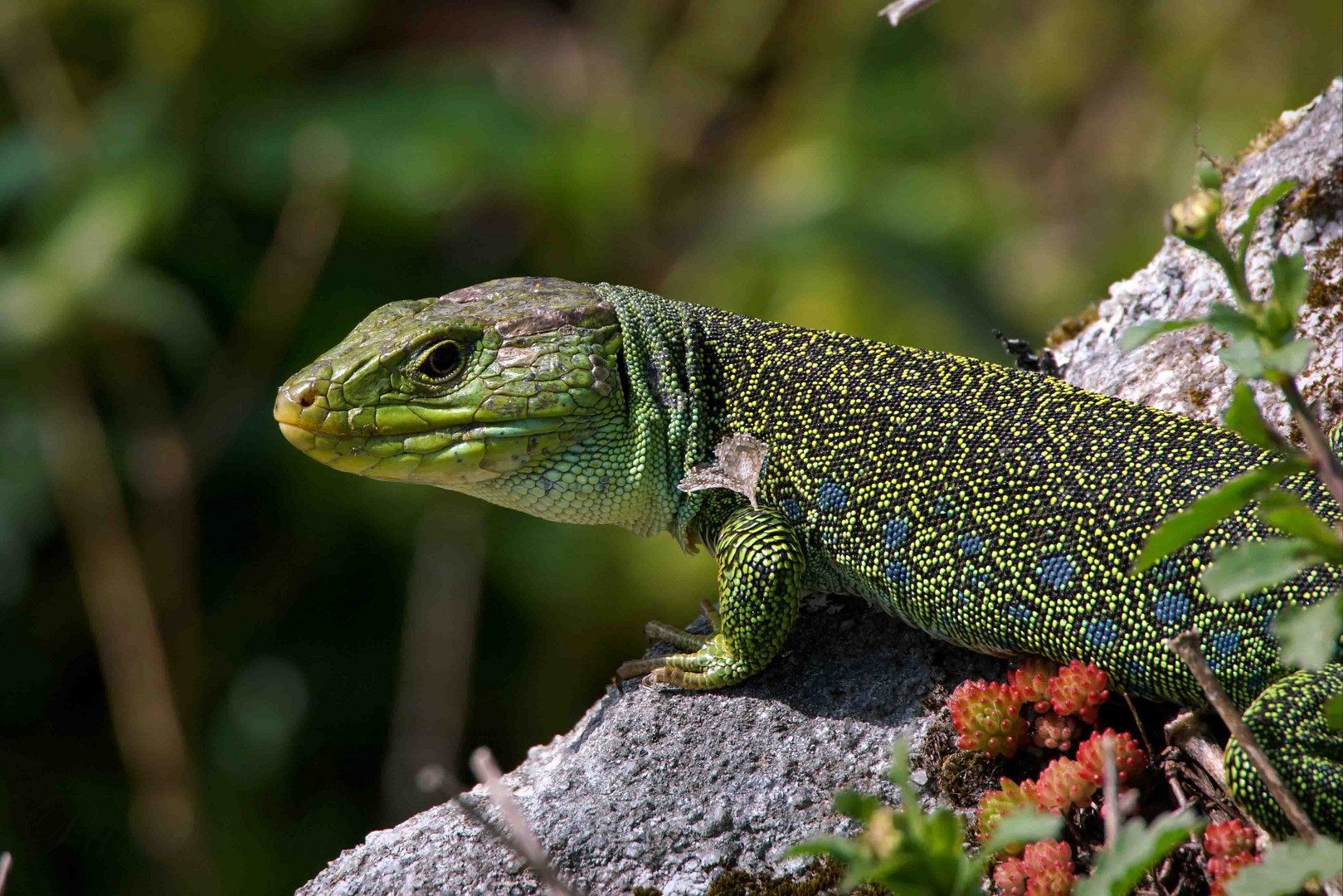 Lagartija II Imagen & Foto | animales, reptiles , animales varios Fotos