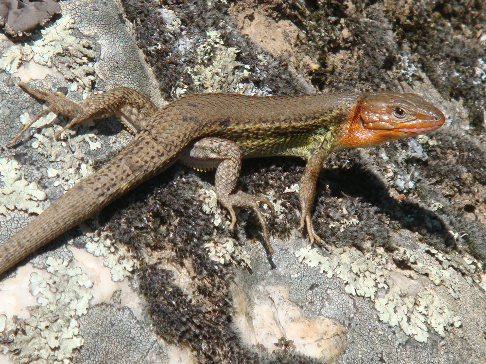 LAGARTIJA TOMANDO EL SOL