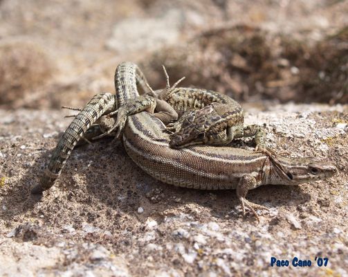 LAGARTIJAS EN ACCIÓN
