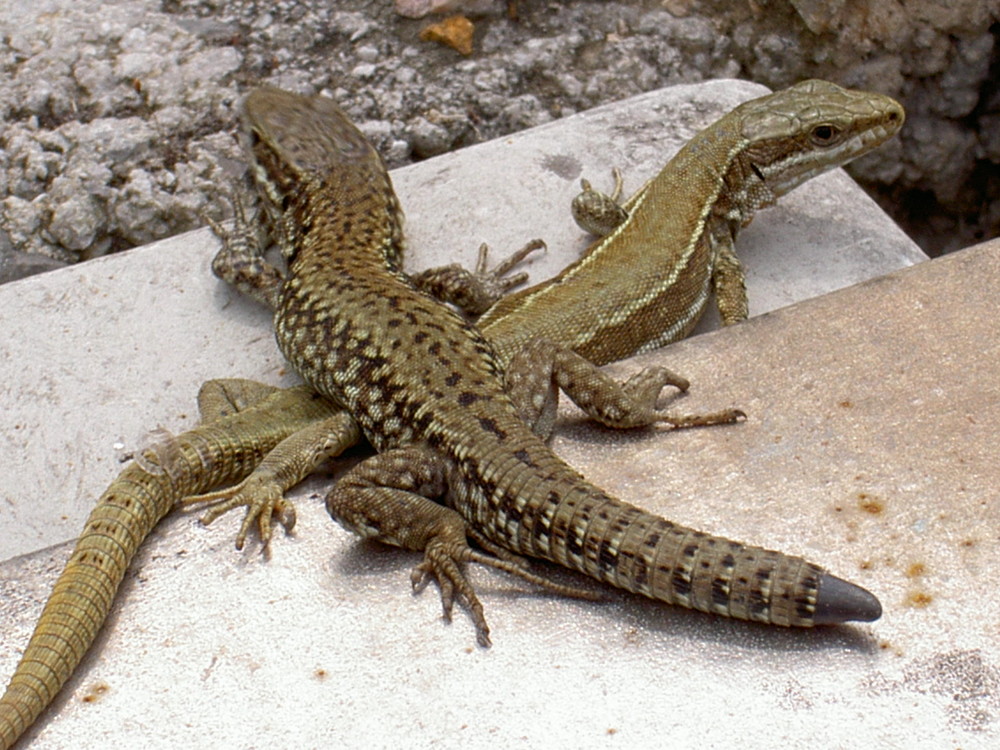 Lagartijas tomando el sol