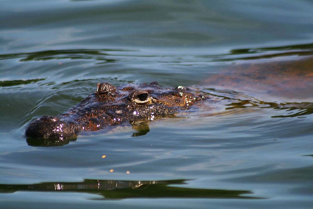 Lagarto Acechando