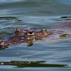 Lagarto Acechando