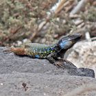 Lagarto al sol de Tenerife