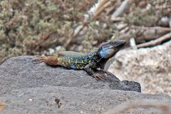 Lagarto al sol de Tenerife