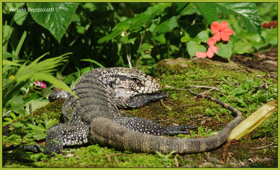 Lagarto ao Sol