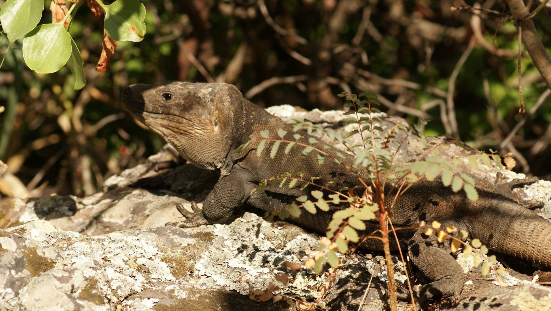 Lagarto canario.