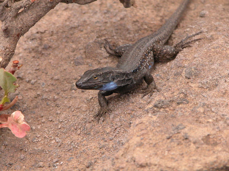 Lagarto de La Palma