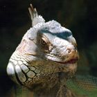 LAGARTO