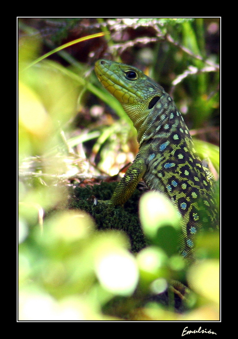 Lagarto... lagarto