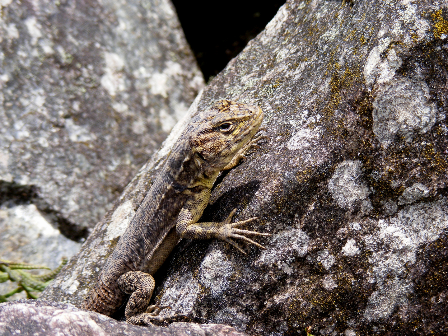 Lagarto - Machu Pichu, Perú