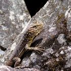 Lagarto - Machu Pichu, Perú