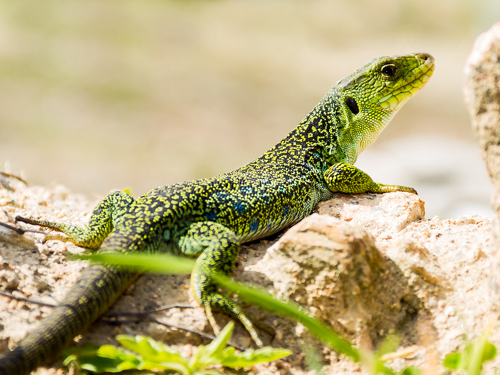 Lagarto ocelado