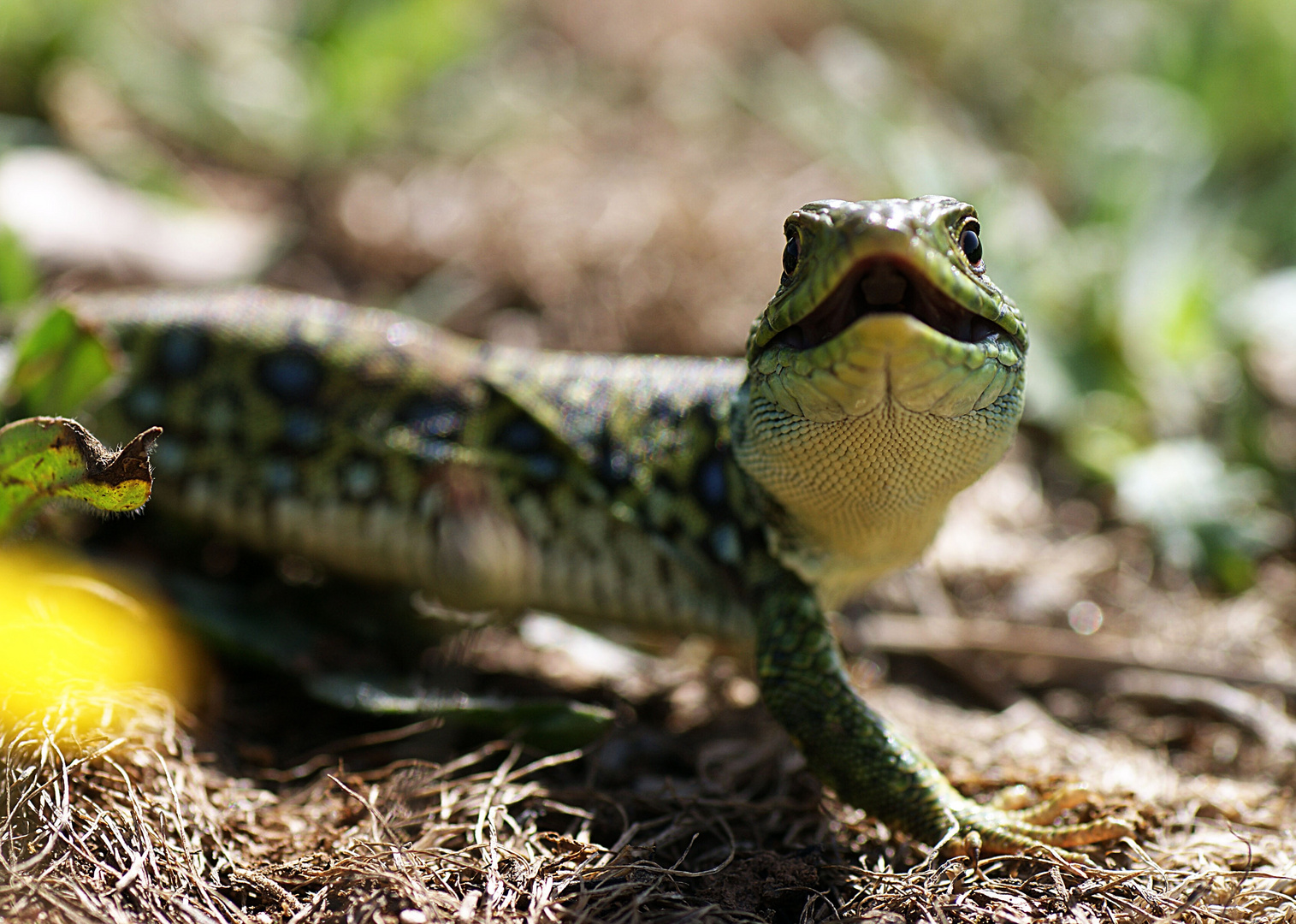 Lagarto ocelado