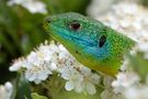 Lagarto Ocelado. de avfotografia 