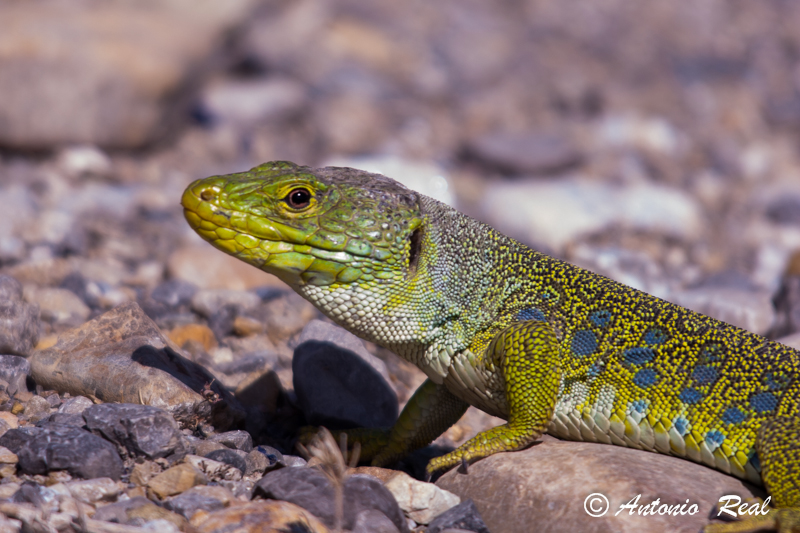 Lagarto Ocelado (Lacerta lepida)