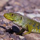 Lagarto Ocelado (Lacerta lepida)