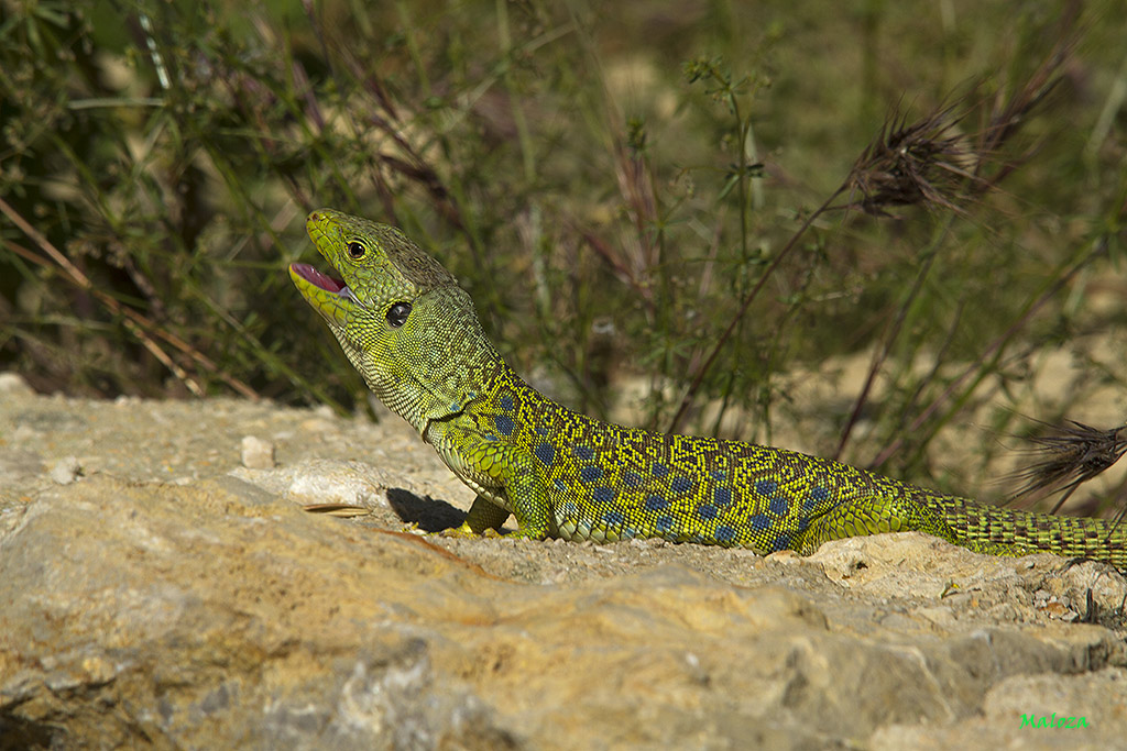 Lagarto ocelado (Lacerta lepida)