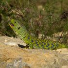 Lagarto ocelado (Lacerta lepida)