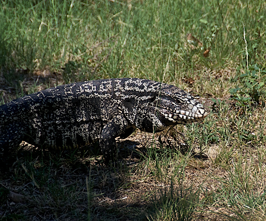 Lagarto Overo 2