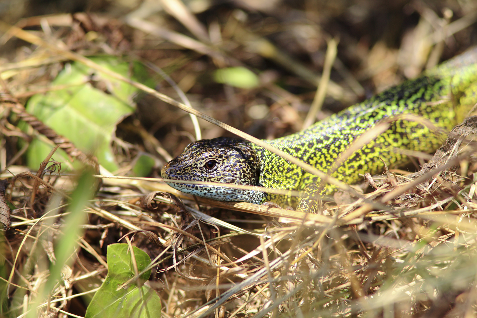 Lagarto verde