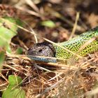 Lagarto verde