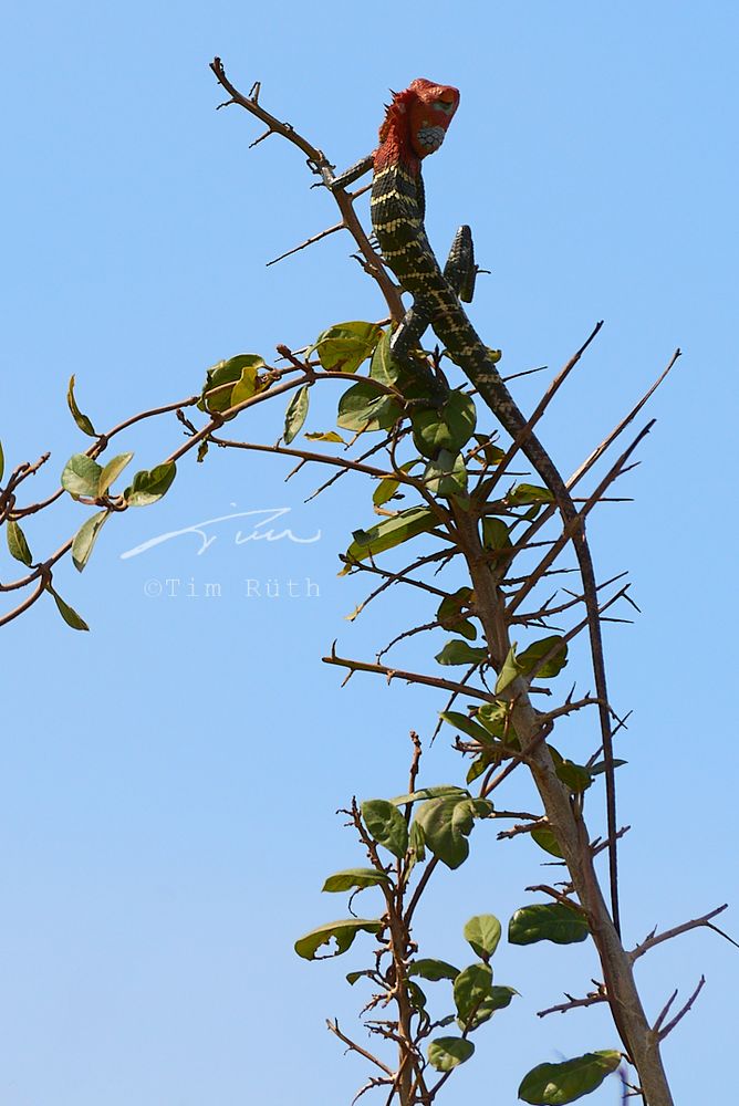 Lagarto verde común de bosque