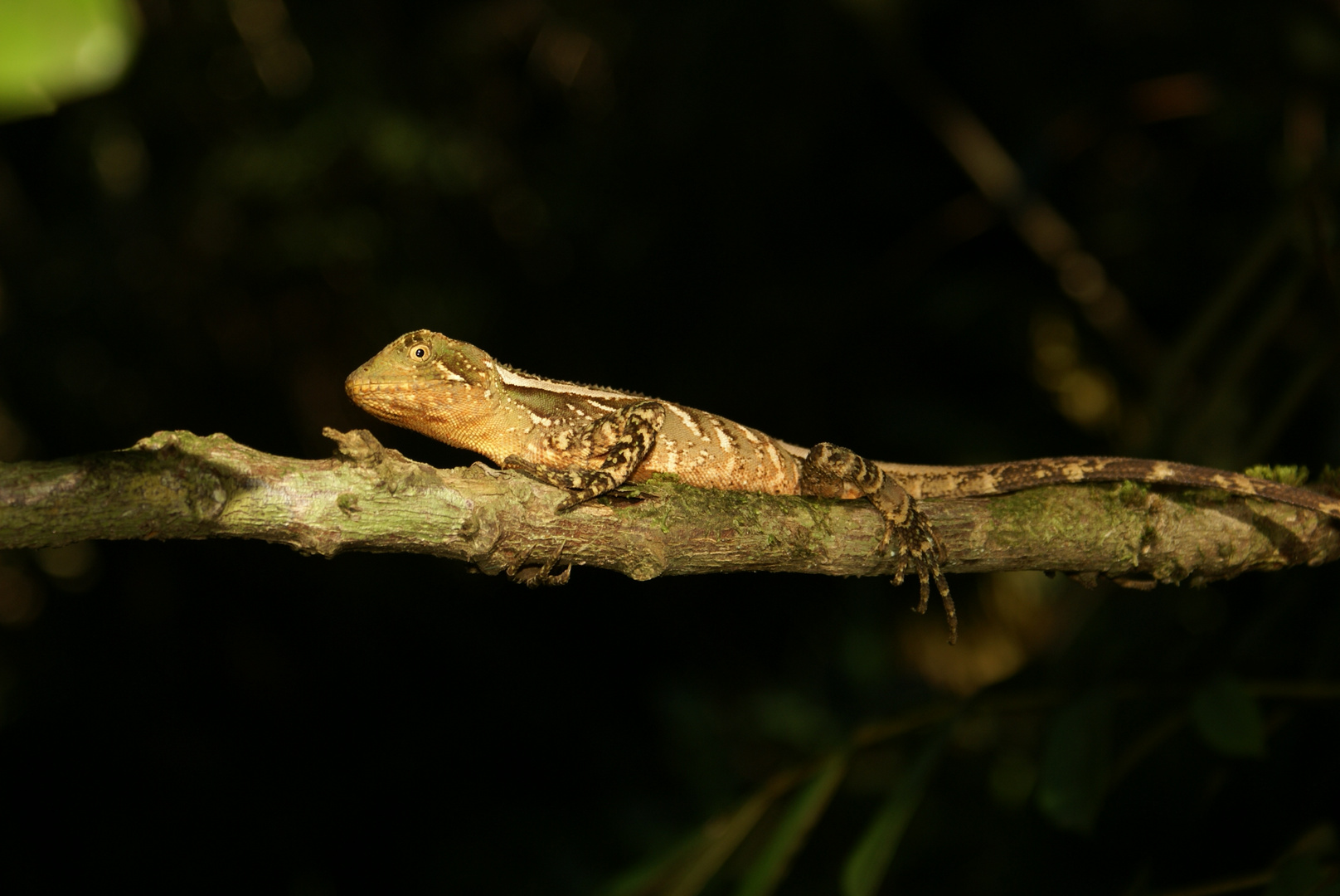 Lagarto-verde / Enyalius iheringii / Lezard vert