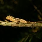 Lagarto-verde / Enyalius iheringii / Lezard vert