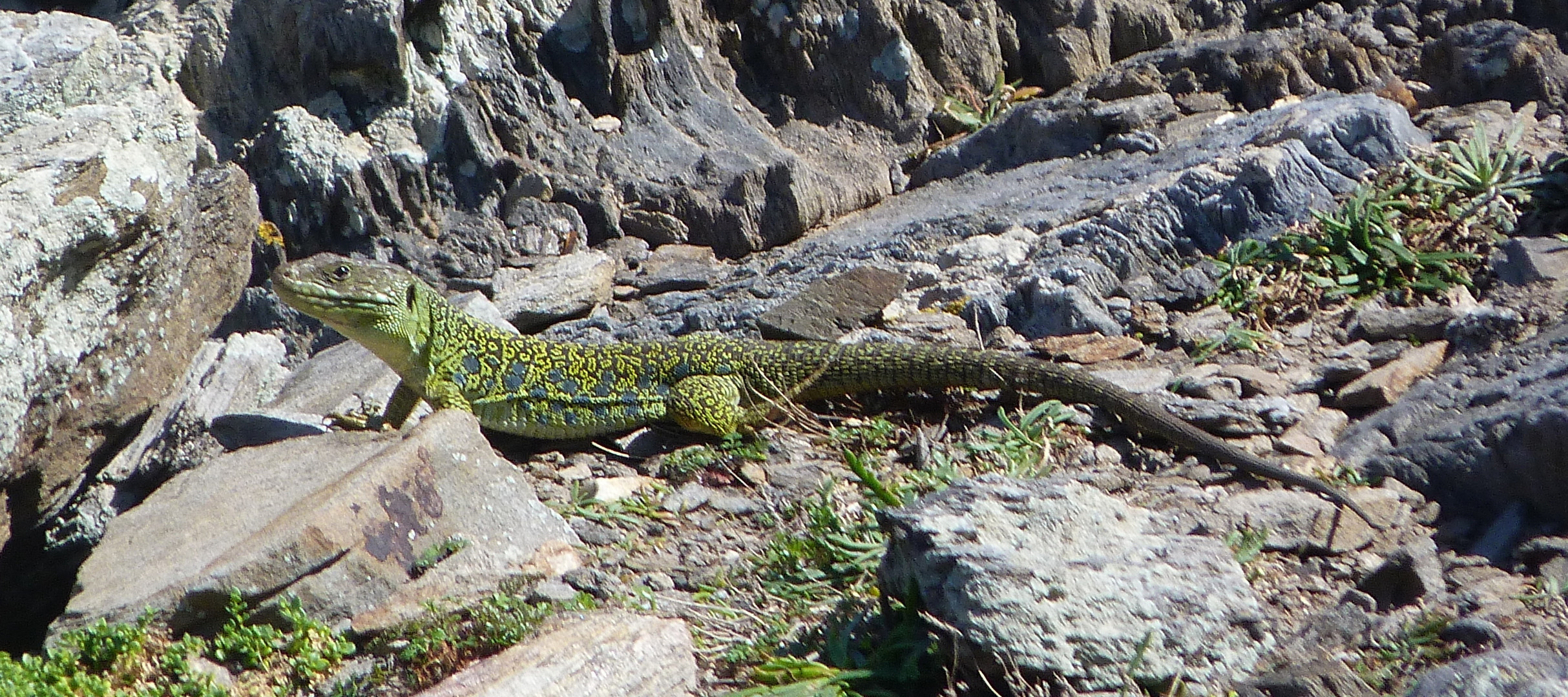 lagarto verde