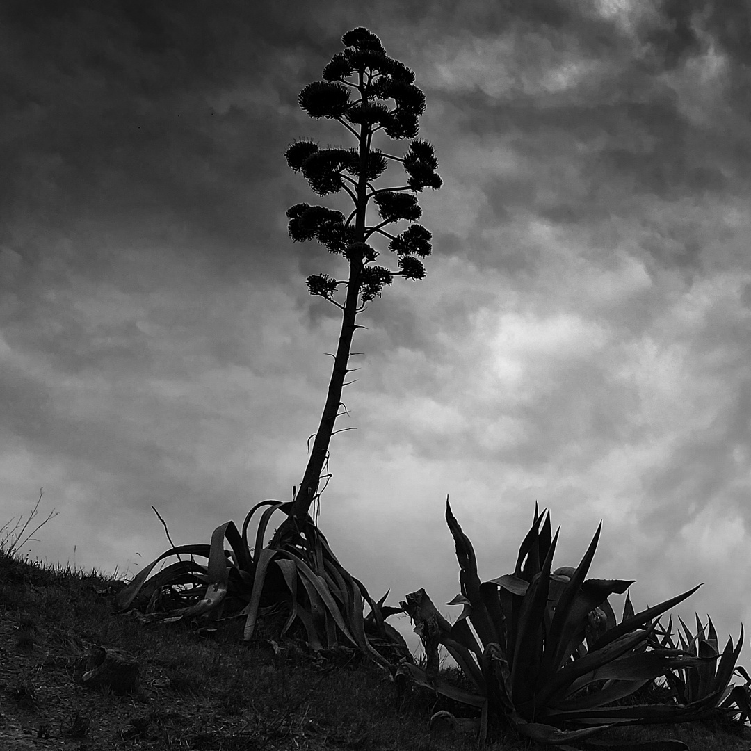 L'agave.