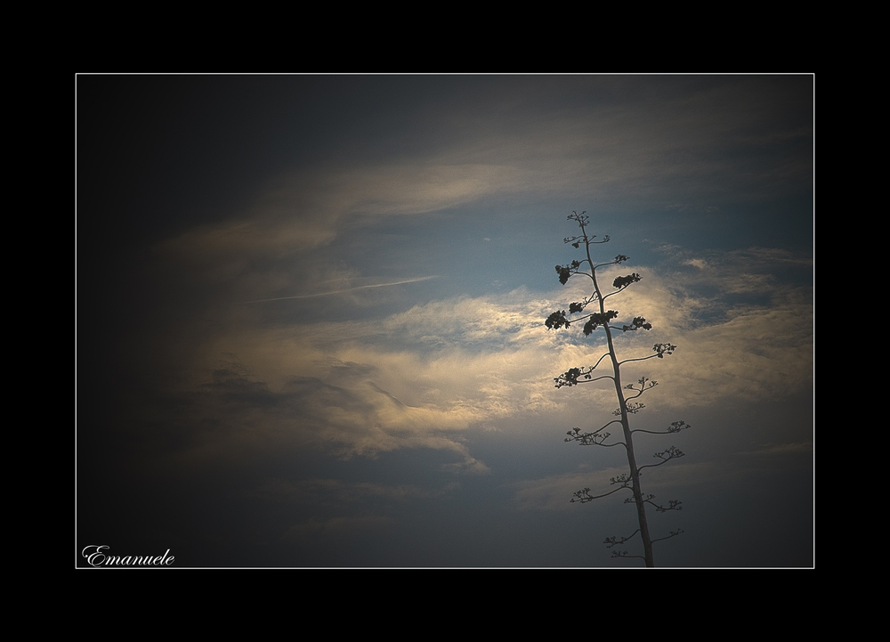 L'agave e il cielo