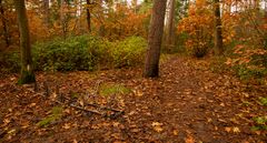 Lage Vuursche - Paardenbos - 01