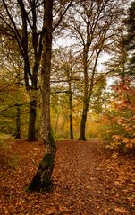 Lage Vuursche - Paardenbos - 02