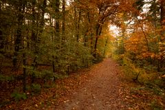 Lage Vuursche - Paardenbos - 03