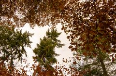 Lage Vuursche - Paardenbos - 04