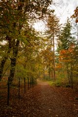 Lage Vuursche - Paardenbos - 06