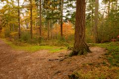 Lage Vuursche - Paardenbos - 07