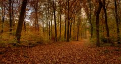 Lage Vuursche - Paardenbos - 08