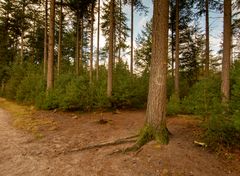 Lage Vuursche - Paardenbos - 11