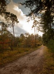 Lage Vuursche - Paardenbos - 12