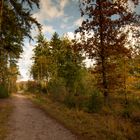 Lage Vuursche - Paardenbos - 13