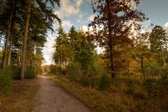 Lage Vuursche - Paardenbos - 13