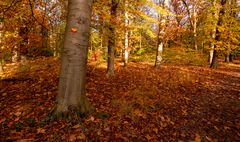 Lage Vuursche - Paardenbos - 14