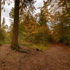 Lage Vuursche - Paardenbos - 17