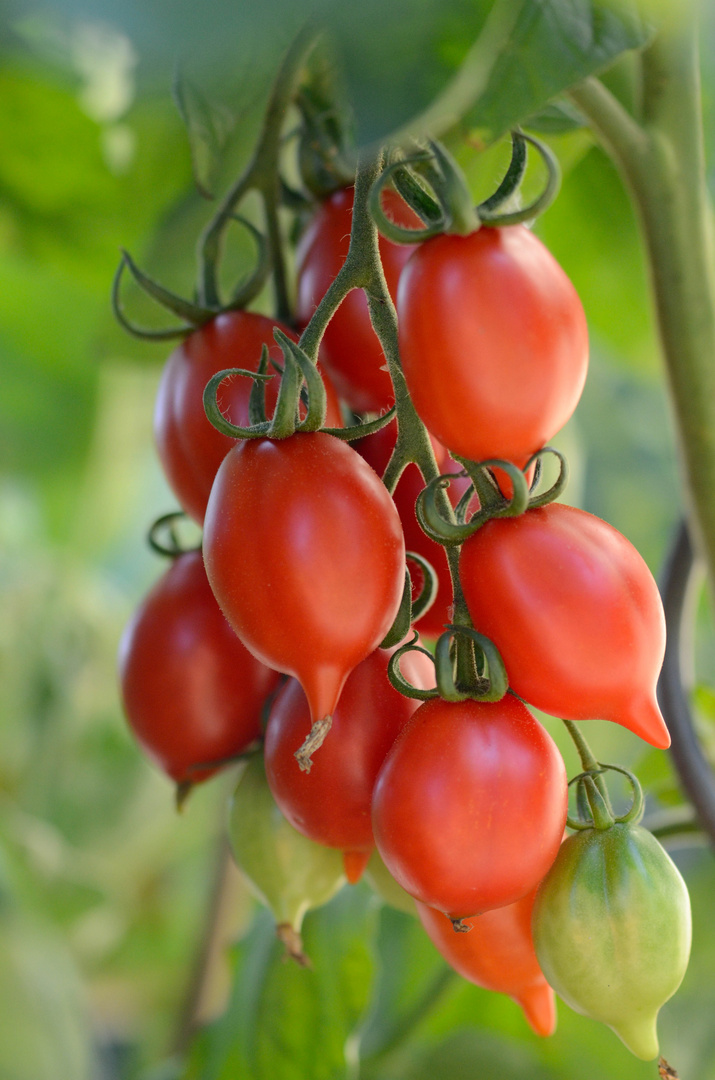 Lager Tomaten