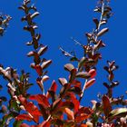 Lagerstoemia en septembre - Lagerstroemia in September