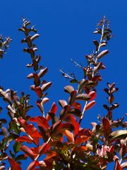 Lagerstoemia en septembre - Lagerstroemia in September