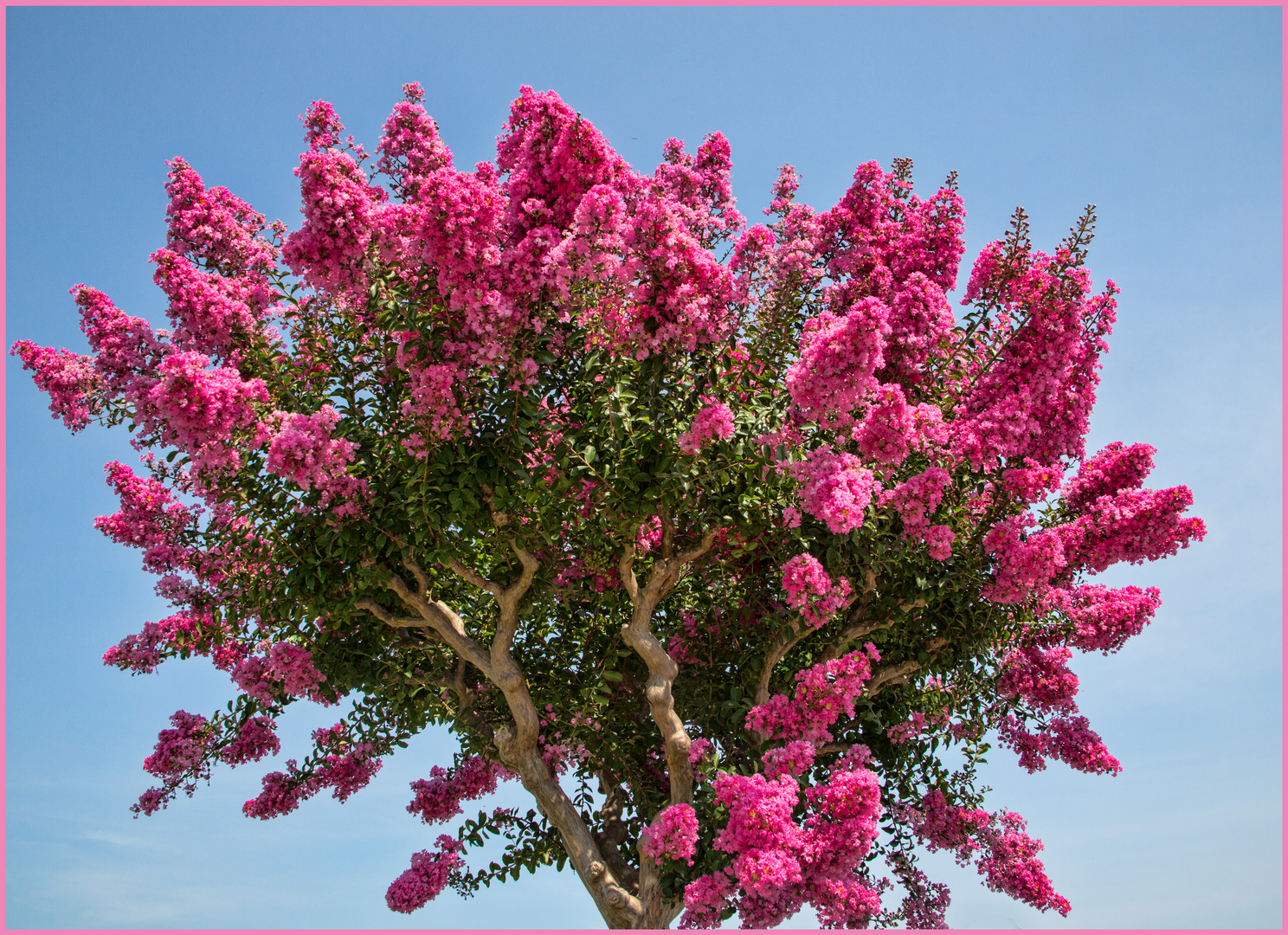 Lagerstroemia