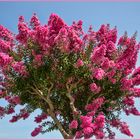 Lagerstroemia