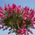 Lagerstroemia